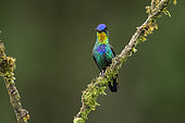 Fiery-throated hummingbird (Panterpe insignis), frontal view, Talamanca Mountains, Costa Rica