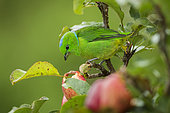 Golden-browed chlorophonia (Chlorophonia callophrys), female feeding on apples, Talamanca Mountains, Costa Rica