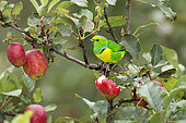 Golden-browed chlorophonia (Chlorophonia callophrys), male feeding on apples, Talamanca Mountains, Costa Rica, July