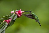 Green-crowned brilliant (Heliodoxa jacula), female feeding on flower, Costa Rica, July