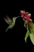 Green-crowned brilliant (Heliodoxa jacula), female feeding on flower, Costa Rica