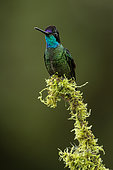 Magnificent hummingbird (Eugenes fulgens), sequence of male displaying (2 of 4) front and throat colors, Talamanca Mountains, Costa Rica