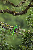Resplendent Quetzal (Pharomachrus mocinno), Male in moulting plumage, Talamanca Mountains, Costa Rica, July