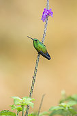 Steely-vented hummingbird (Amazilia saucerrottei), perched on verbena plant, Costa Rica, July