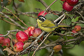 Sooty-capped Chlorospingus (Chlorospingus pileatus), on apple orchard, Talamanca Mountains, Costa Rica
