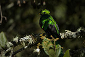 Resplendent Quetzal (Pharomachrus mocinno) male in the shade on a lichen-covered tree, Talamanca Mountains, Costa Rica, July