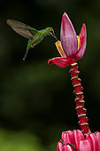 Green-crowned brilliant (Heliodoxa jacula), female feeding on ornamental banana flower, Costa Rica