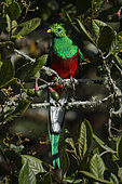 Resplendent Quetzal (Pharomachrus mocinno) male on avocado tree, Talamanca Mountains, Costa Rica
