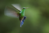 Steely-vented hummingbird (Amazilia saucerrottei), hovering, Costa Rica