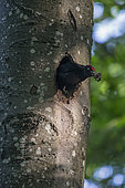 Black Woodpecker (Dryocopus martius), Male coming out of the hole by evacuating the droppings of chicks to maintain the cleanliness of his nest. In a beech in deciduous forest in spring, Lorraine, France