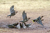 Bohemian Waxwing (Bombycilla garrulus), Small group on the ground drinking in a puddle in winter, Urban park in Nancy, Lorraine, France