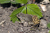 Midwife Toad (Alytes obstetricans), In a country garden in spring, Ardèche, France