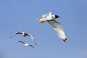 Great Black-headed Gull (Larus ichthyaetus), In flight over blue sky in the company of two Caspian gulls (Larus cachinnans) in spring, Danube Delta, Romania