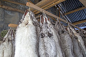 Fox farm and raccoon dogs for furs, Hengdaohezi, Heilongjiang, China,