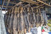 Fox farm and raccoon dogs for furs, Hengdaohezi, Heilongjiang, China,