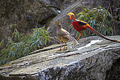 Golden pheasant or Chinese pheasant (Chrysolophus pictus), couple, Qinling Mountains, Shaanxi province, China