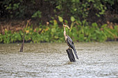 Anhinga or Snakebird (Anhinga anhinga), with a fish, Pantanal area, Mato Grosso, Brazil
