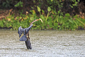 Anhinga or Snakebird (Anhinga anhinga), with a fish, Pantanal area, Mato Grosso, Brazil