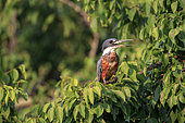 Ringed kingfisher (Megaceryle torquata), Pantanal area, Mato Grosso, Brazil