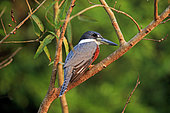 Ringed kingfisher (Megaceryle torquata), Pantanal area, Mato Grosso, Brazil