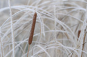Frost on bulrush (Typha sp)