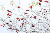 Frost on dog rose rosehips (Rosa canina) in a garden