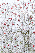Frost on dog rose rosehips (Rosa canina) in a garden