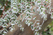 Frost on leaves of Small-leaved Gum (Eucalyptus parvifolia = E. parvula)