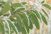 Frost on leaves of Alpine snow gum (Eucalyptus niphophila = Eucalyptus pauciflora ssp. niphophila)