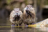 Coypus (Myocastor coypus), eating at the edge of water, France