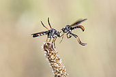 Robber fly (Heteropogon sp), (Heteropogon manicatus without a doubt), Dismplying of a couple in spring Parade of a couple in spring Approach of the male towards the female In dry prairie Plaine des Maures Les Mayons, Var 83, France