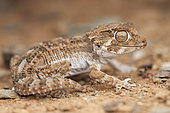 Helmeted Gecko (Tarentola chazaliae), South west Morocco