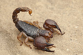 Largeclawed scorpion (Scorpio maurus), North morocco