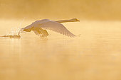 Mute Swan Cygnus olor) flying at sunrise ,Ile du Rhin, Alsace,France