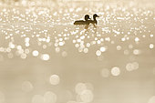 Pair of Tufted Duck (Aythya fuligula) at dawn with flare, Ile du Rhin, Alsace, France
