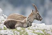 Alpine Ibex (Capra ibex) female and young at rest on rock, Creux du Van, Switzerland