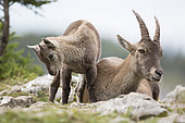 Alpine Ibex (Capra ibex) female and young at rest on rock, France