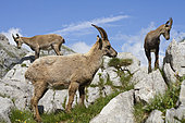 Bouquetin des Alpes (Capra ibex) femelles et jeunes dans les rochers, Grand Bornand, Haute-Savoie, France