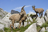 Bouquetin des Alpes (Capra ibex) femelles et jeunes dans les rochers, Grand Bornand, Haute-Savoie, France