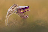 Pasque flower (Pulsatila vulgaris) flower and snail, France