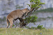 Ibex (Capra ibex) male rubbing his horns at a tree, Creux du Van, Switzerland