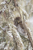Pygmy Owl (Glaucidium passerinum), on a snowy branch, France