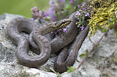 Smooth Snake (Coronella austriaca austriaca), Alps, Italy