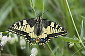 Old World Swallowtail (Papilio machaon), Italy