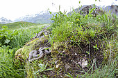 Asp Viper (Vipera aspis atra) Concolore form of ssp. Atra, in situ, Alps, France