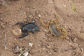 Scorpions (Hottentotta franzwerneri) et (Buthus lienhardi) ? 2 species sharing the same biotope, Morocco