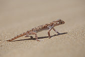Northern Elegant Gecko (Stenodactylus mauritanicus), South West Morocco