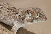 Helmethead Gecko (Tarentola chazaliae), Siouth West Morocco