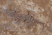 Moorish Gecko (Tarentola mauritanica) with tail splitting (regeneration), Morocco