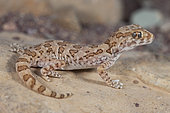 Northern Elegant Gecko (Stenodactylus mauritanicus), South West Morocco